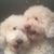 Buffy Furcini Patterson's profile image