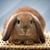 Bunny Brown's profile image