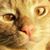 Lucas Downtain's profile image