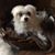 Lauren Carol Love's profile image