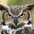 Ton van der Laan's profile image