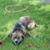 Robert Demyan's profile image