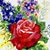 Carol Dombros's profile image