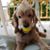 Arzu Pekmez's profile image