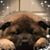 Amy Montero Alfano's profile image