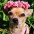 Chico Woody's profile image