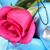 Susan C Roberts's profile image