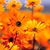 Marie Pinciotti's profile image
