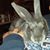 Tammy Warmack's profile image