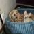 Sandy OHara's profile image