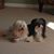 Gail Stanley Aiken Horstmann's profile image