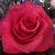 Susan Hayes's profile image