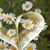 Candace Babina's profile image
