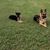 Byrds Akc German Shepherds's profile image