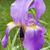 Lisa Fair Geibel's profile image