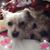 Shirley Kawaguchi Yamada's profile image