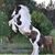 Ginni Holland's profile image