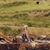 Toni English Bradfield's profile image