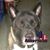 Dan P Swadis Jr.'s profile image