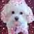 Beth Baker White Sorrells's profile image