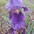 Sheila Gaye Pentecost Jones's profile image