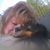 Debbie Francek's profile image