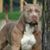 Greg Karson's profile image