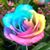 Nancy Charland's profile image