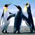 Beila Bialik's profile image