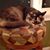 Dawn Levandoski Burton's profile image