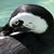 Lisa Metheney's profile image