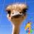 Amanda Young's profile image