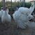 Marcie Janick's profile image