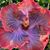 James Hollis Carroll's profile image