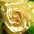 Kathleen Anne Killeen's profile image
