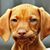 Dennis John's profile image