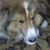 Vee Rose's profile image