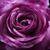 Ladyvee Lenton's profile image