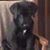 Michelle Beauvais Hopkins's profile image