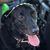 Melissa Megi Isbrandtsen's profile image