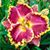 Rosalie Stewart Alger's profile image