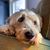 Emily Linden Whiteman's profile image