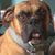 Joel Acree's profile image