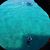 Felipe Carlos's profile image