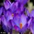 Lynne Wright's profile image
