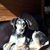 Lisa Caparella's profile image