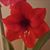 Susan J Eggleston's profile image