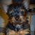 Cristina Cicariov's profile image