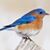 Robin McMillian's profile image