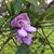 Patsy Franco Villanueva's profile image